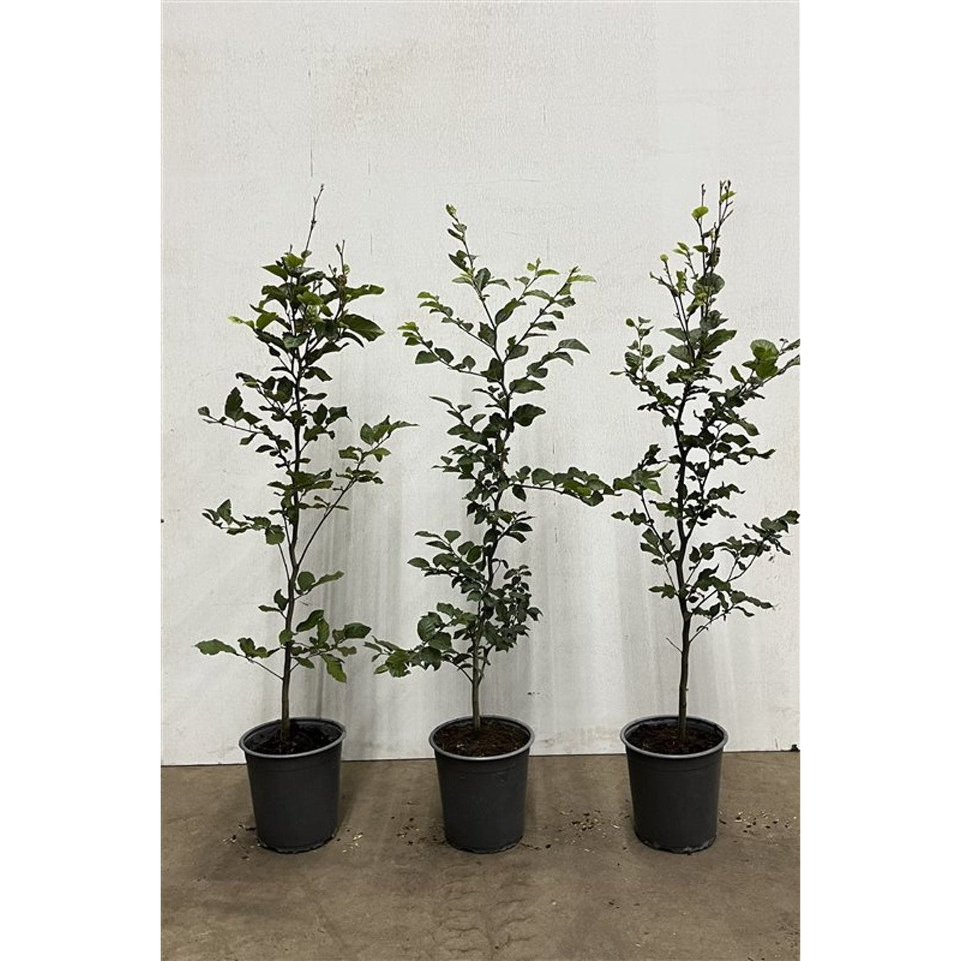 Blodbok – Fagus sylvatica - C3.5 80-100 CM