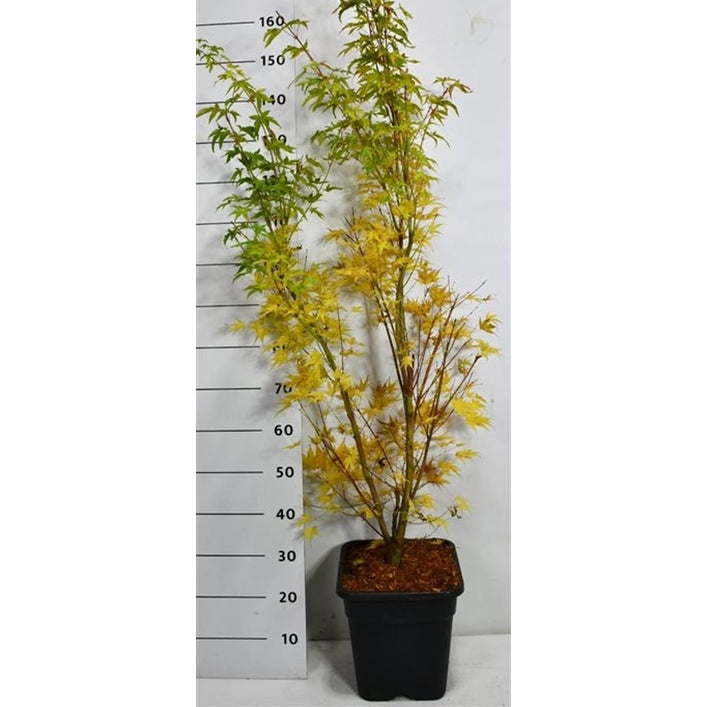 Japansk lönn – Acer palmatum 'Sangokaku' - C15 125-150 cm.