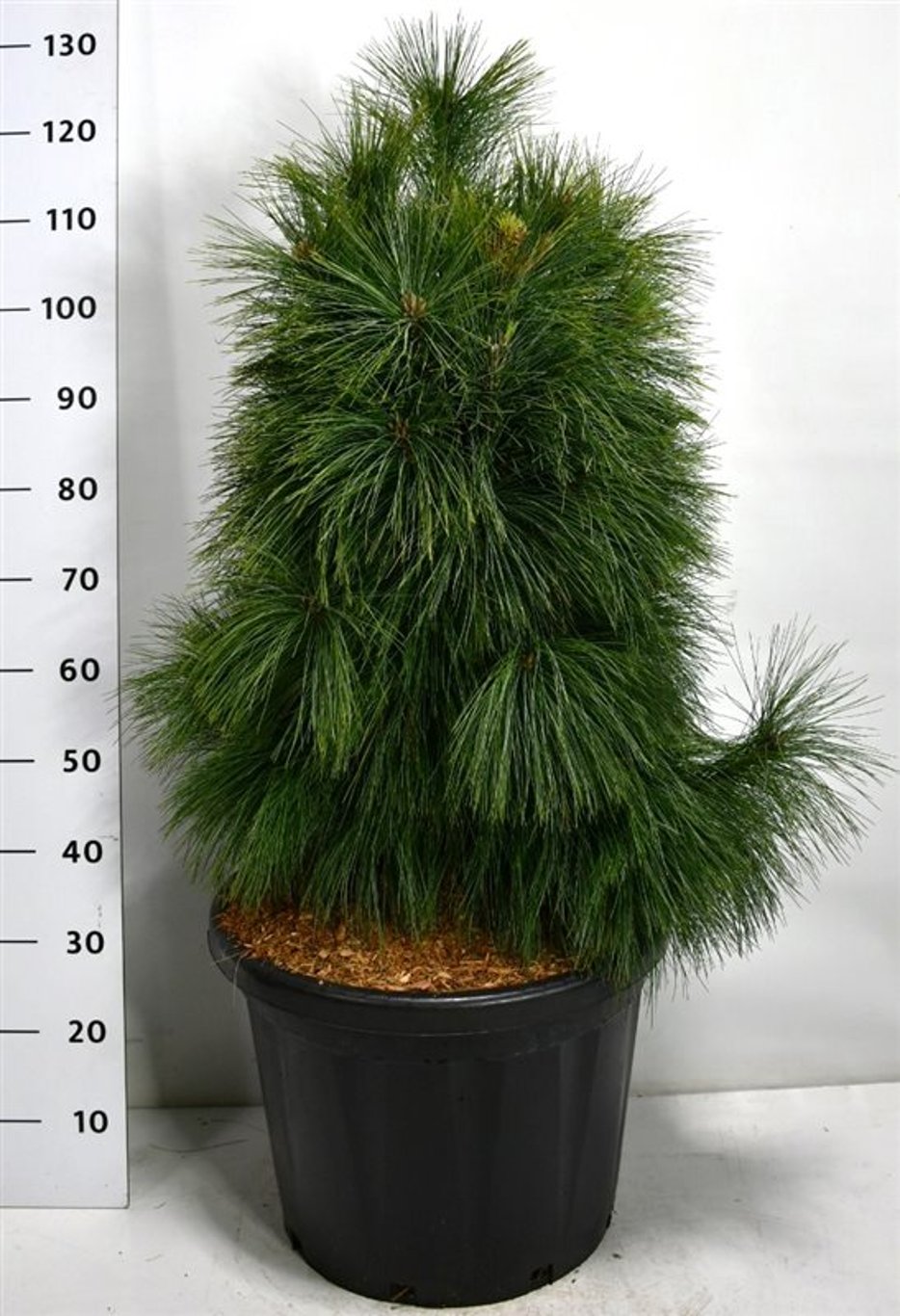 Schwerins tall – Pinus schwerinii &