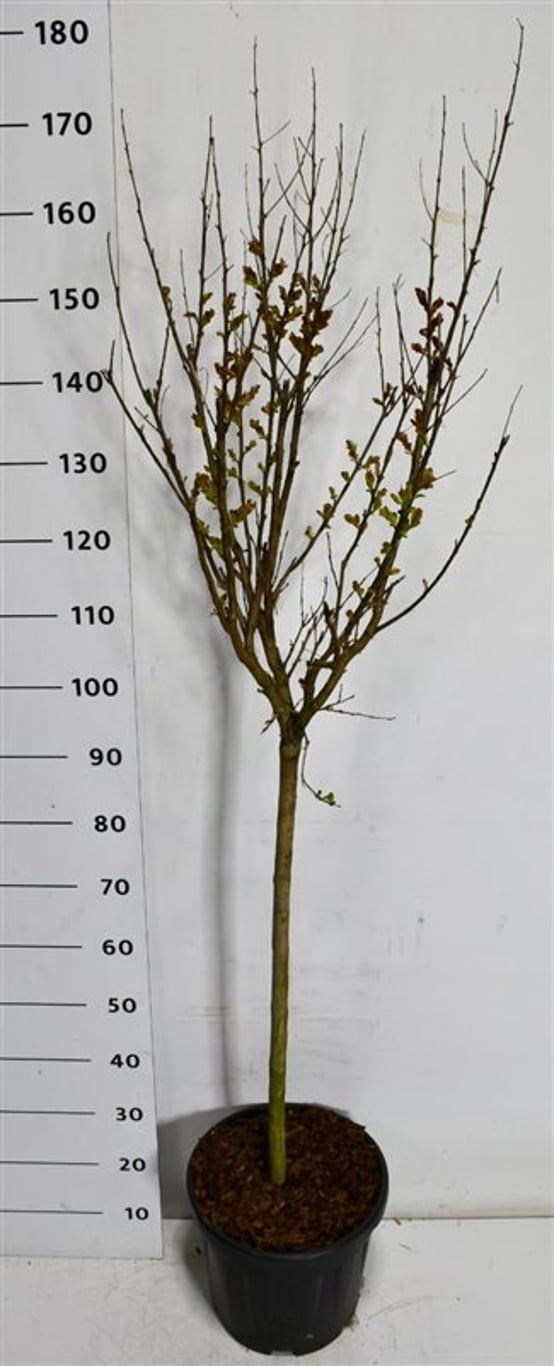 Kreppmyrten – Lagerstroemia indica &