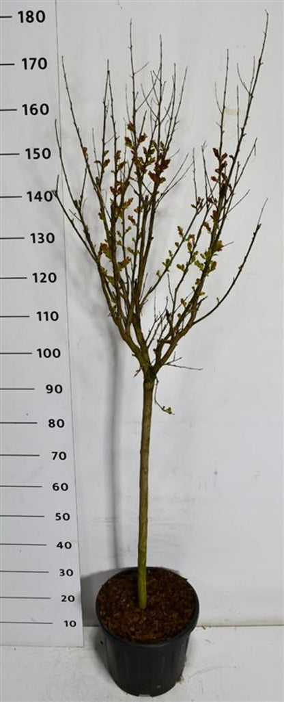 Kreppmyrten – Lagerstroemia indica &