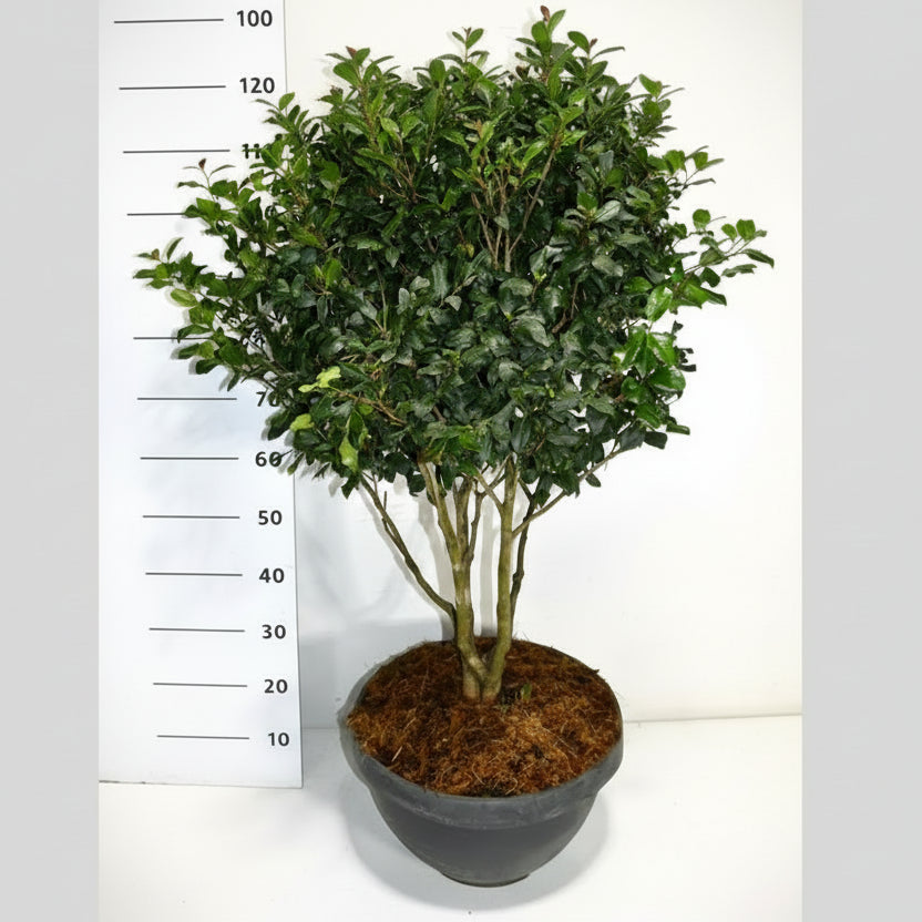 Sasanqua-kamelia – Camellia sasanqua - C25 60-80 cm. Meerstammig