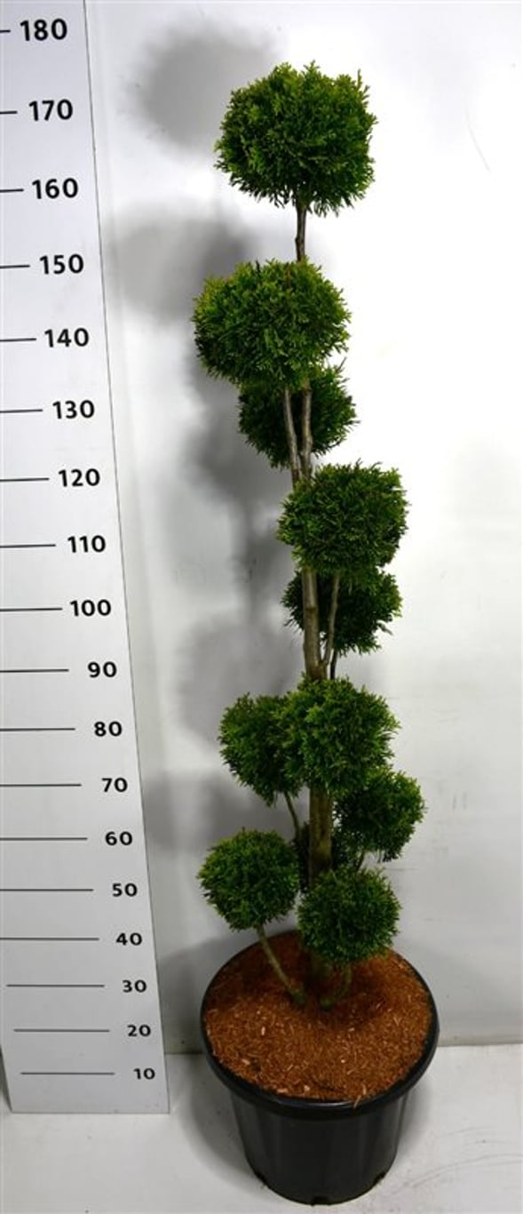 Thuja – Thuja occidentalis 'Smaragd' - C25 120-140 cm. Multibol