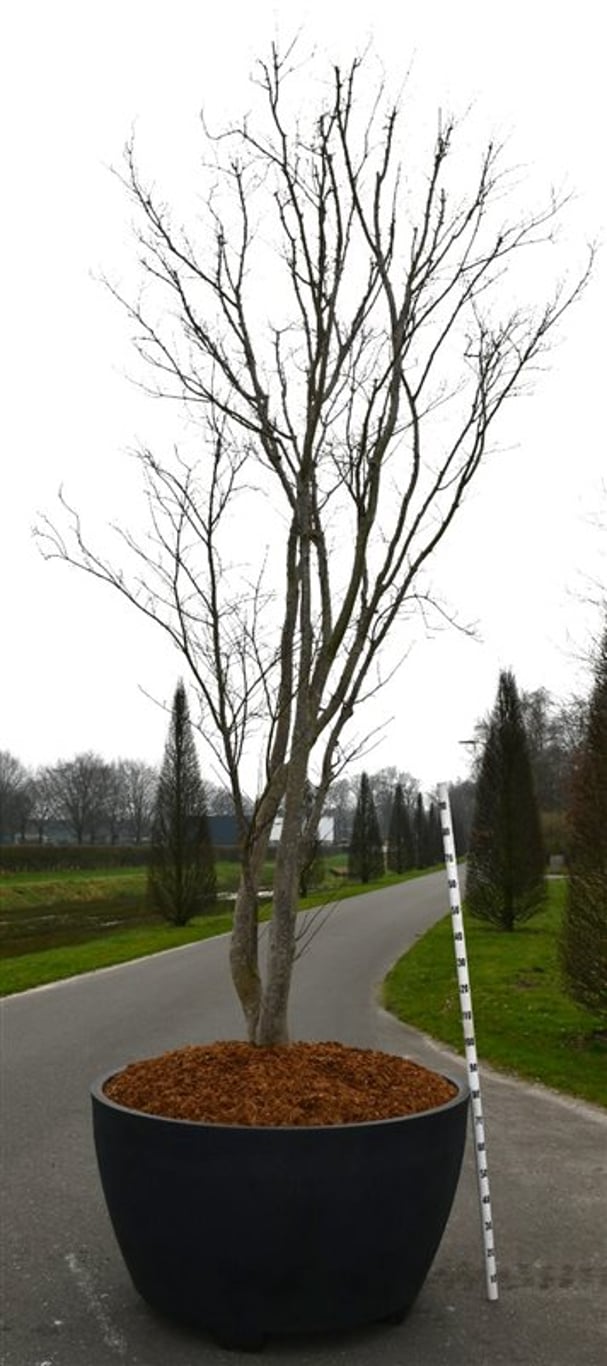 Japansk lönn – Acer palmatum &