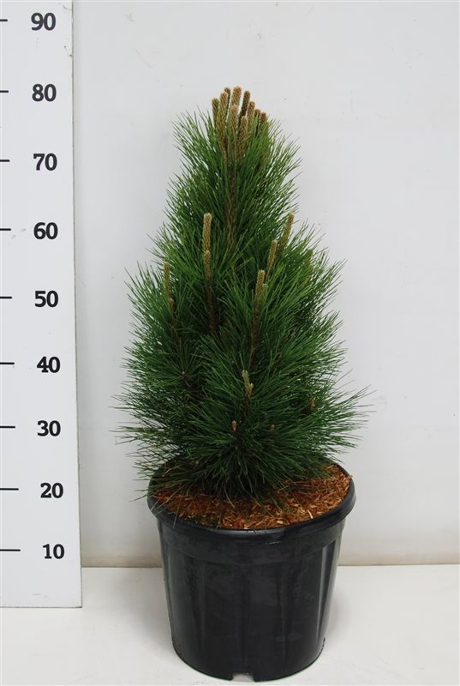 Svarttall – Pinus nigra &