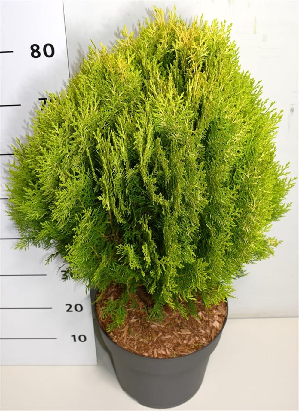 Thuja – Thuja occidentalis 'Aurea Nana' - C12 50-60 cm.