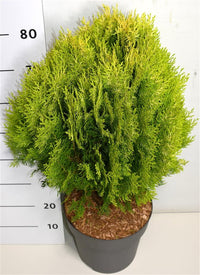 Thuja – Thuja occidentalis 'Aurea Nana' - C12 50-60 cm.