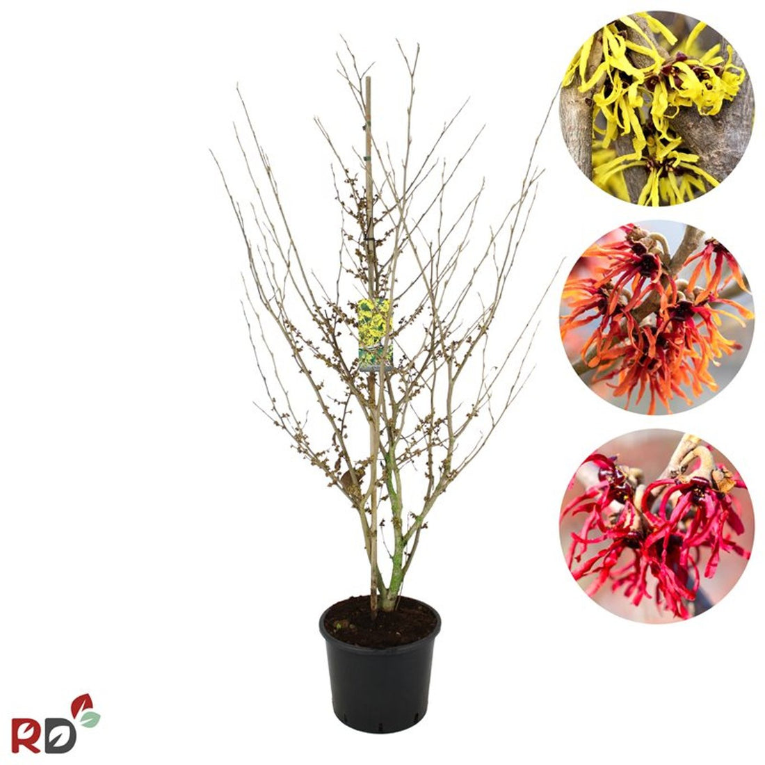 Trollhassel – Hamamelis intermedia &