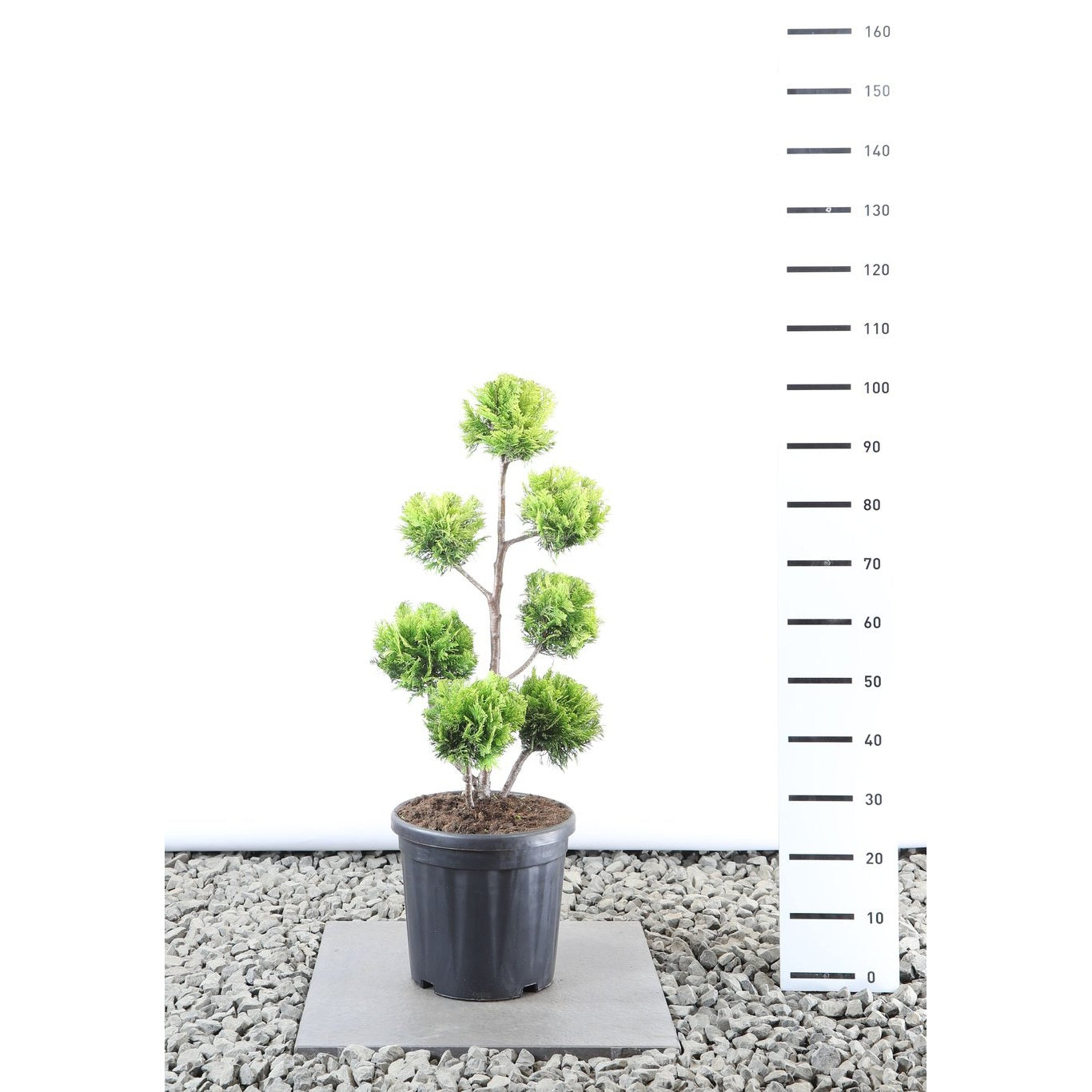 Ädelcypress – Chamaecyparis lawsoniana 'Ivonne' - 60-80 CM PonPon EXTRA in Cont.