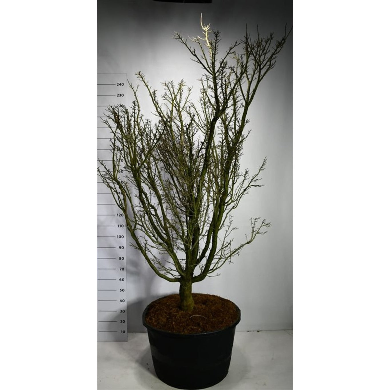 Japansk lönn – Acer pal. 'Shishigashira' - C130 200-220 CM