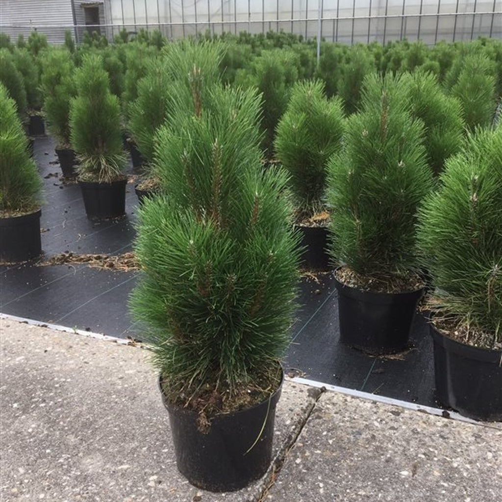 Svarttall – Pinus nigra 'Richard' - C7.5 50-60 CM