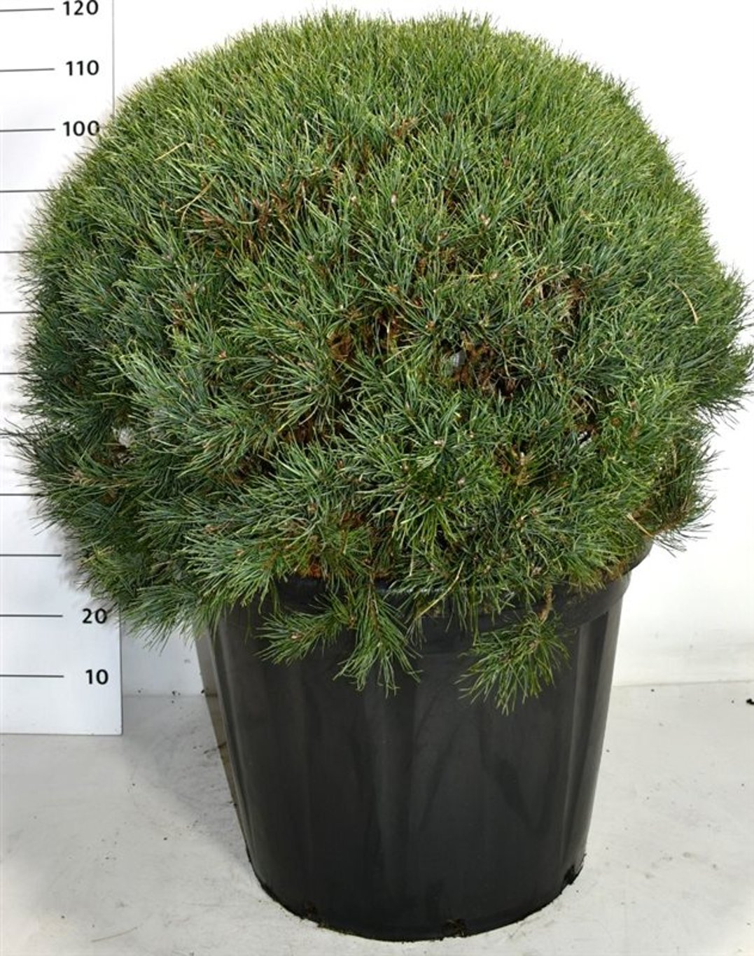Tall – Pinus sylvestris &