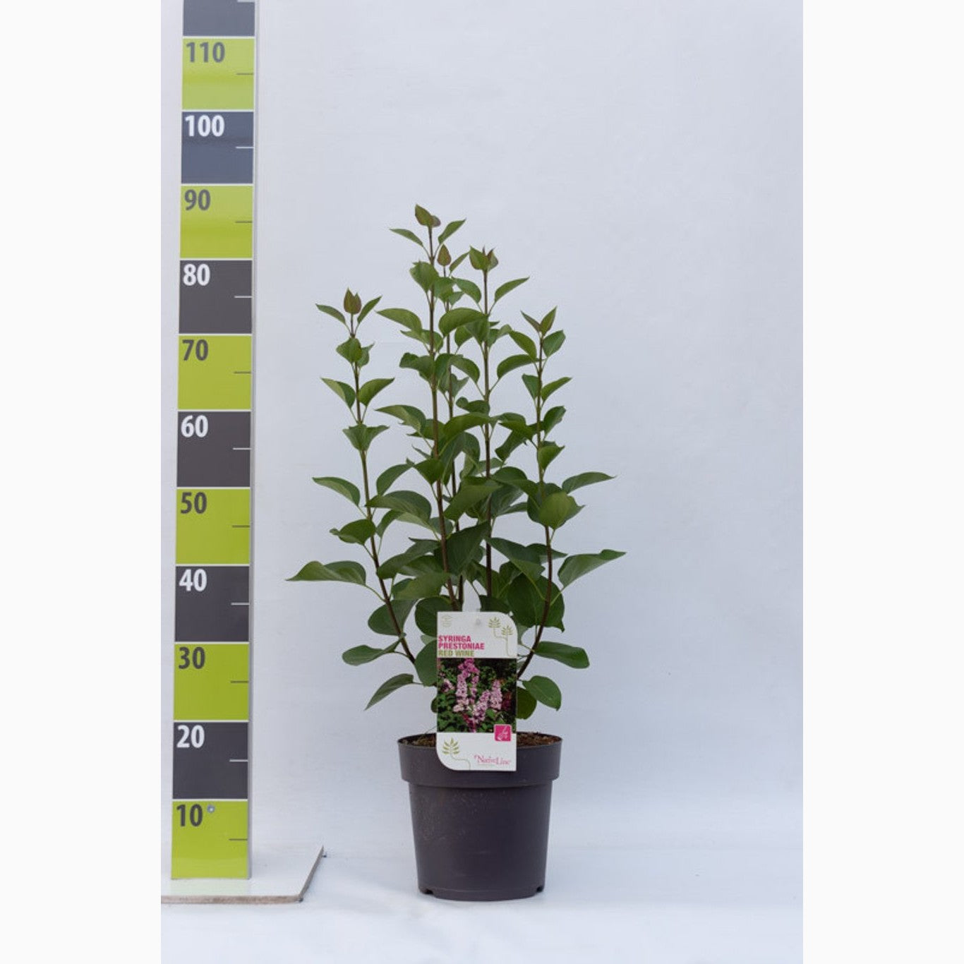 Syren (V); – Syringa vulgaris 'Redwine' - C4,6 50-60 CM