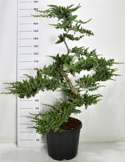 Strand-en – Juniperus conferta &
