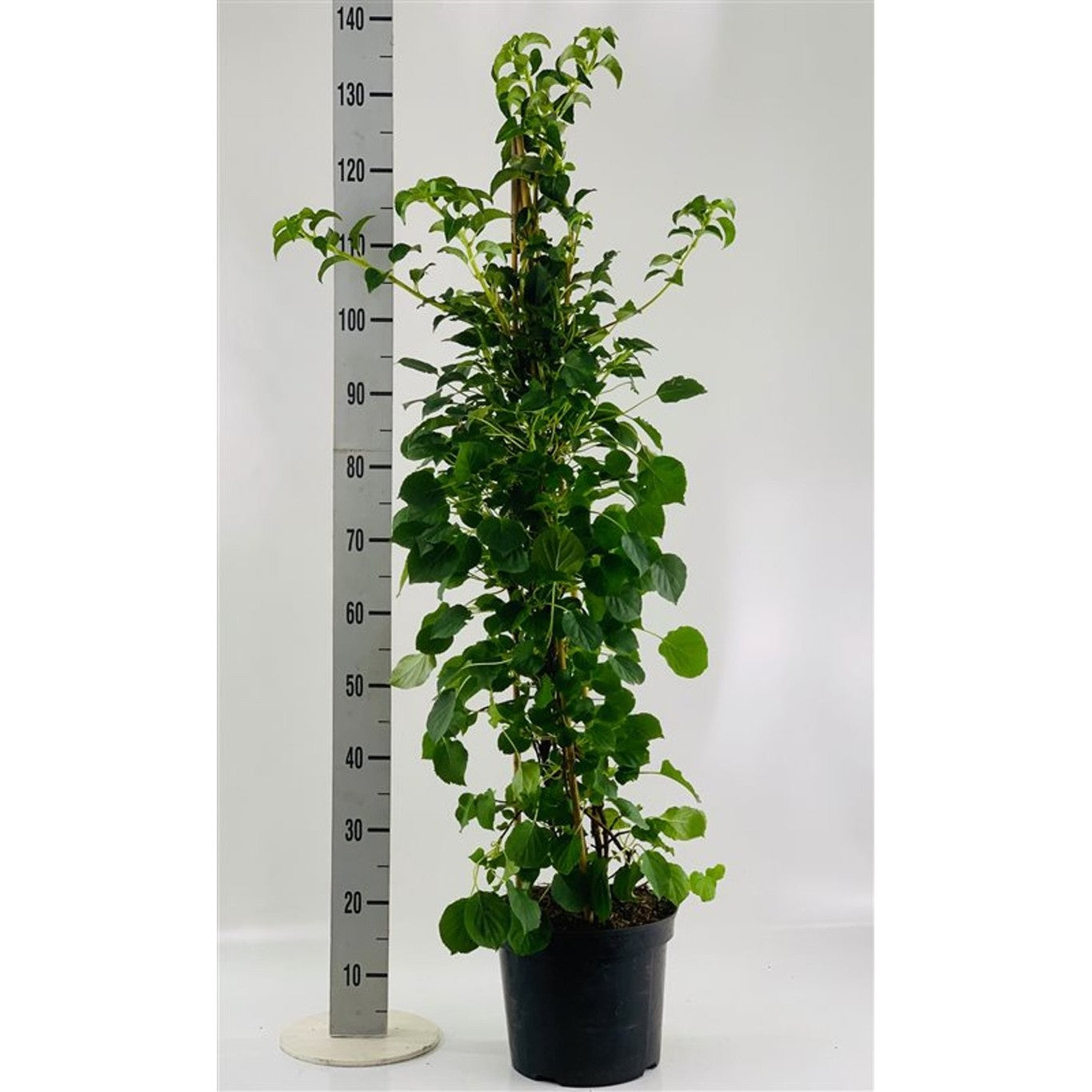 Hortensia – Hydrangea arborescens 'Pink Percussion' - C7.5 80-100 CM