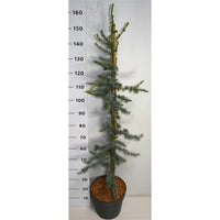 Libanonceder – Cedrus libani 'Glauca' - C12 125-150 cm.
