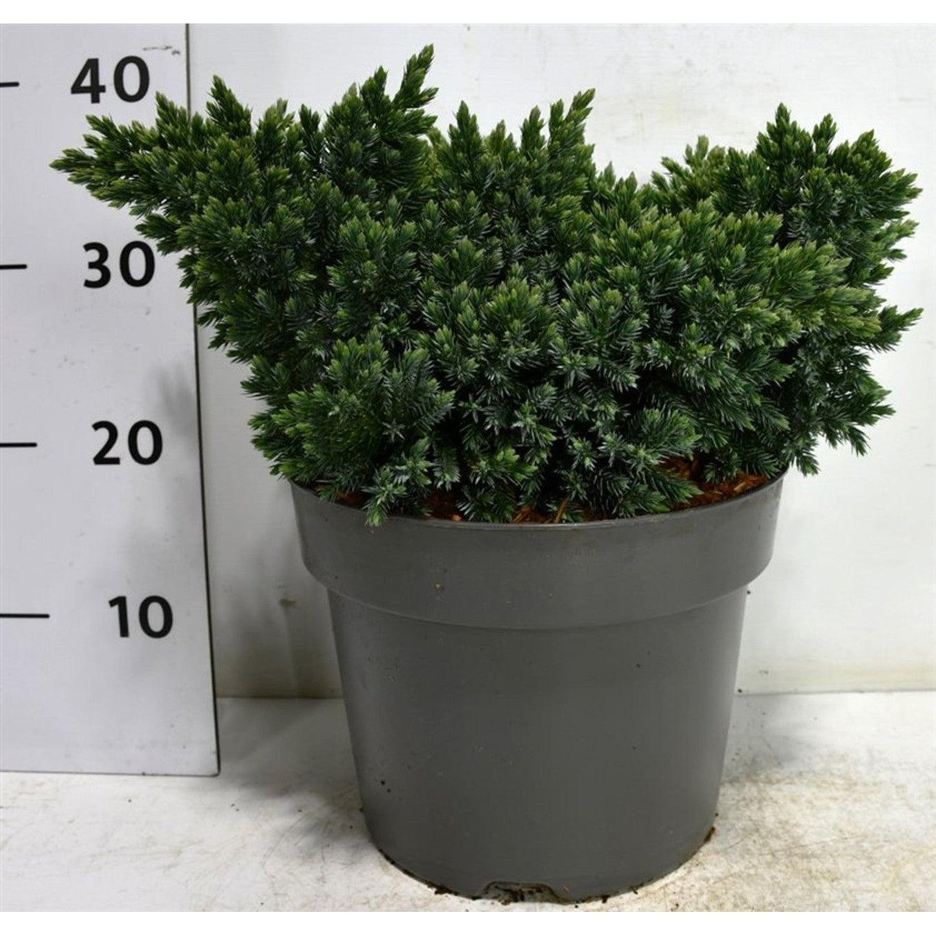 Himalaya-en – Juniperus squamata 'Blue Star' - C7.5 30-40 cm.