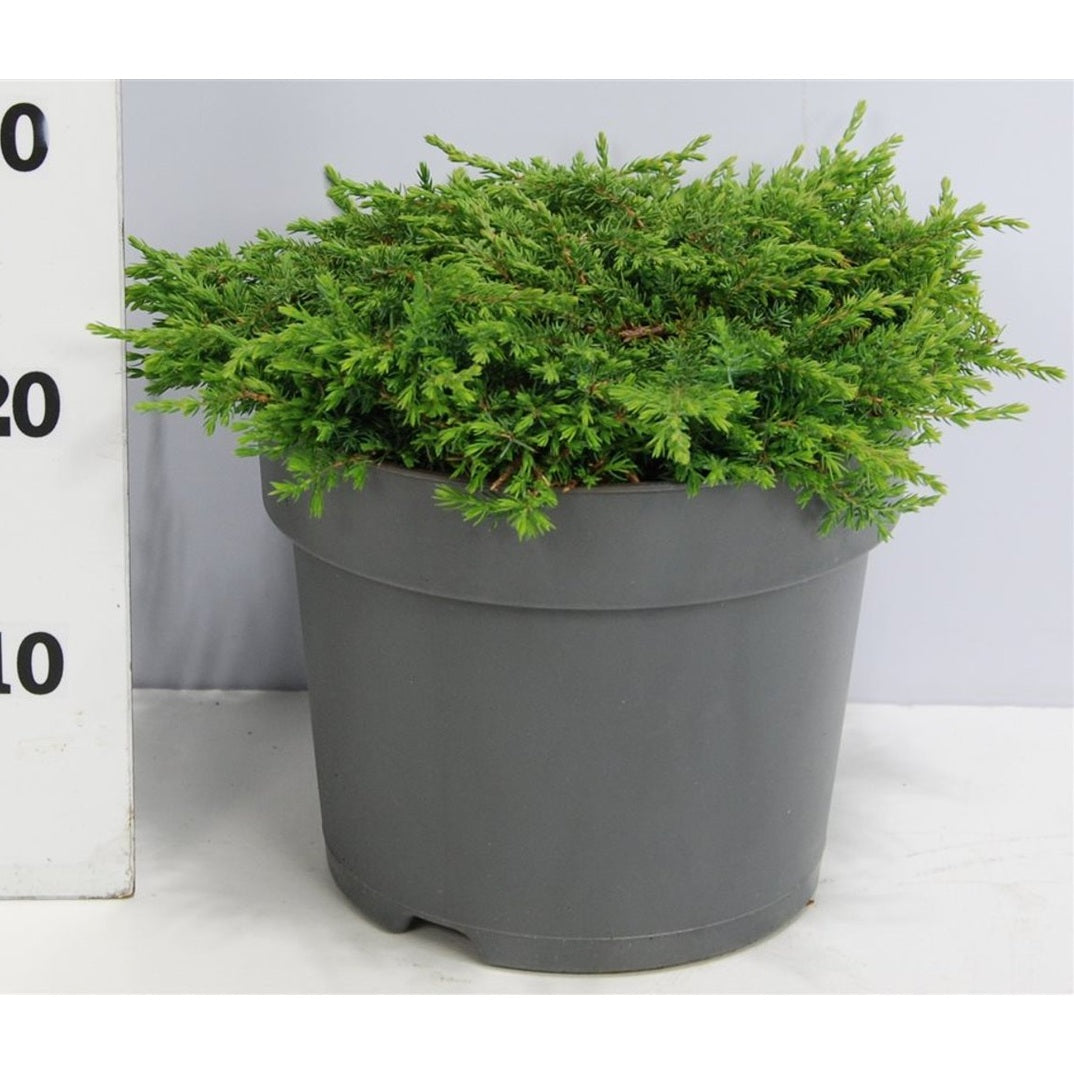En – Juniperus communis &