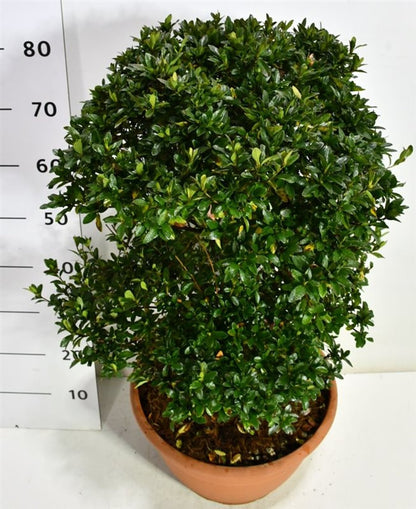 Rhododendron – Rhododendron &