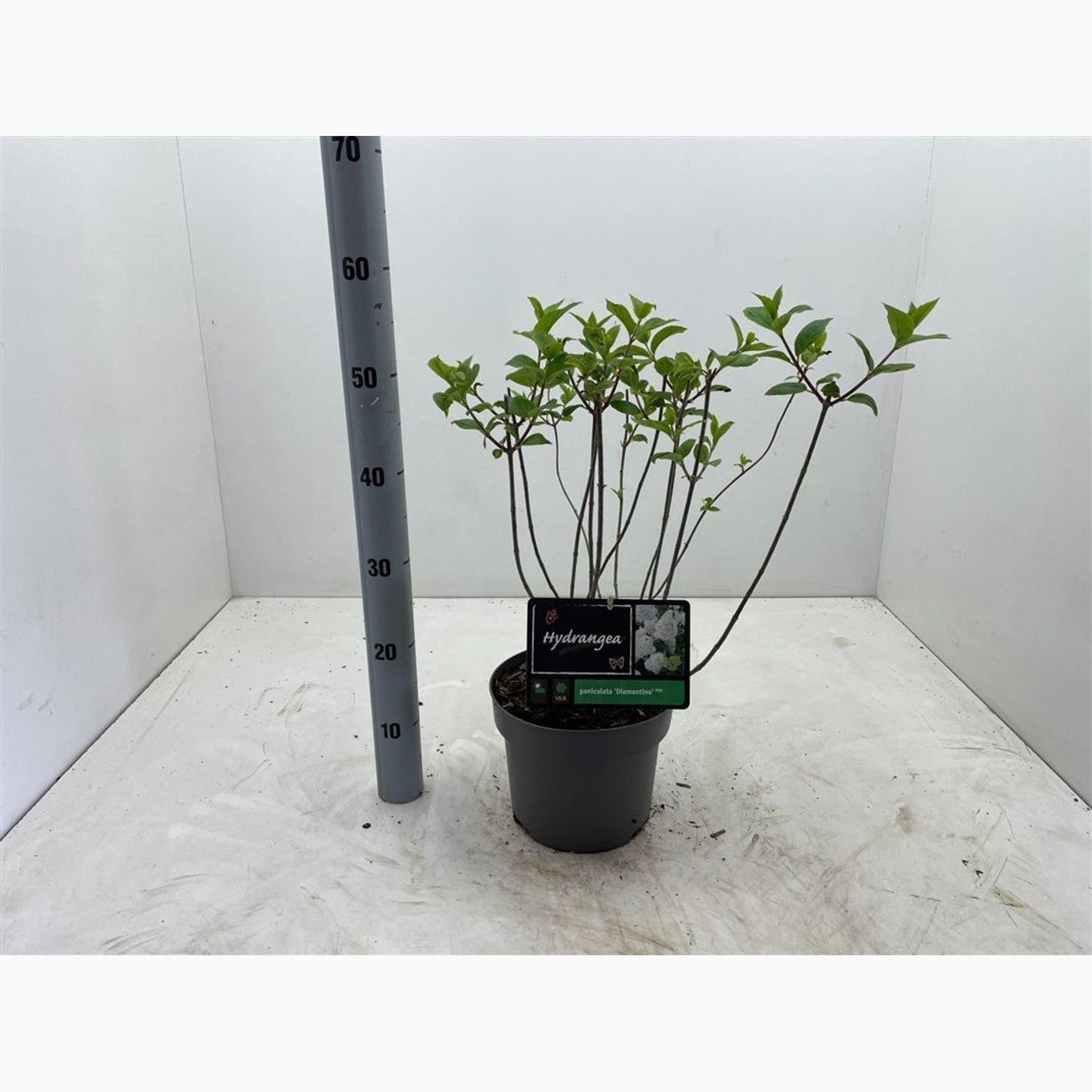 Syrenhortensia – Hydrangea paniculata 'Diamantino' - C4