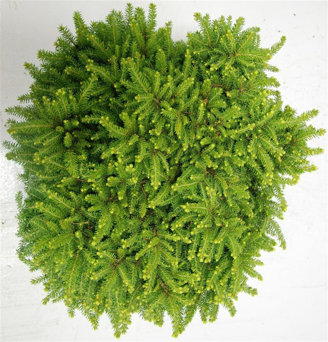 Gran – Picea abies &