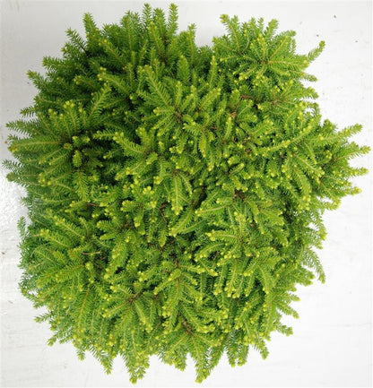 Gran – Picea abies &