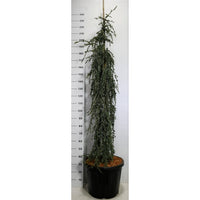 Libanonceder – Cedrus libani 'Blue Fountain' - C55 175-200 cm.