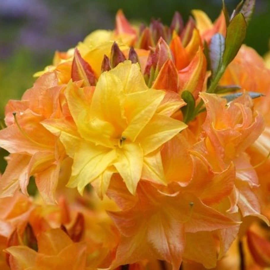 Rhododendron – Rhododendron luteum &