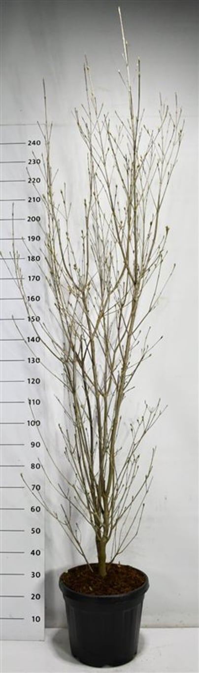 Japansk blomsterkornell – Cornus kousa &