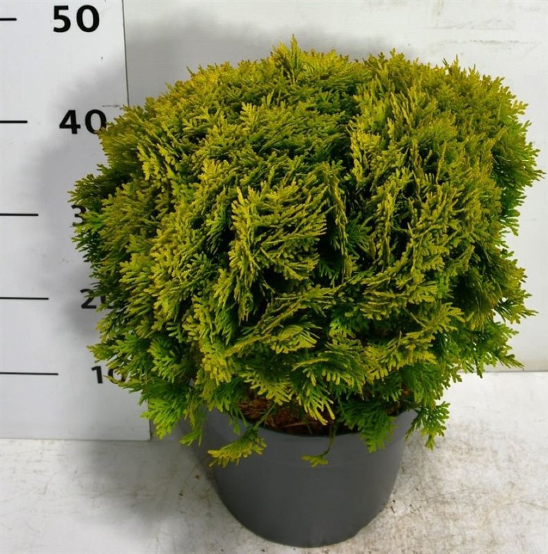 Thuja – Thuja occidentalis &
