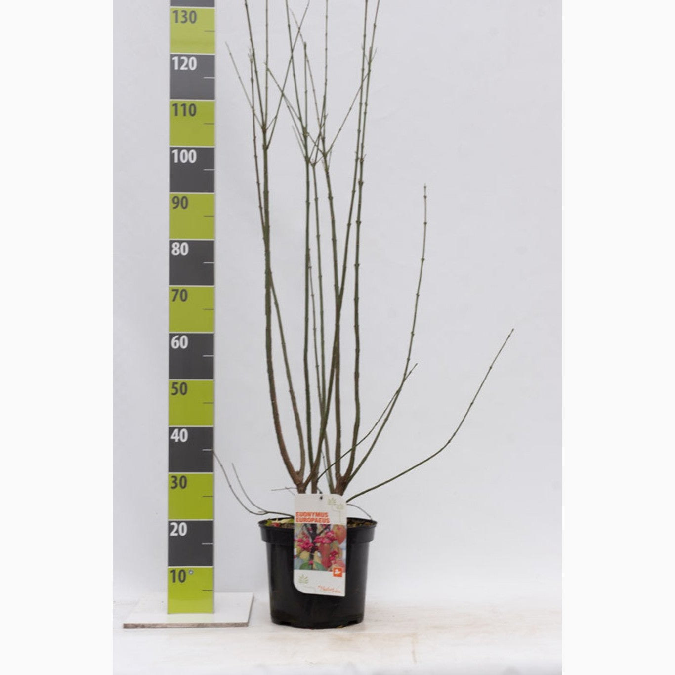 Benved – Euonymus europaeus - C7.5 80-100 CM