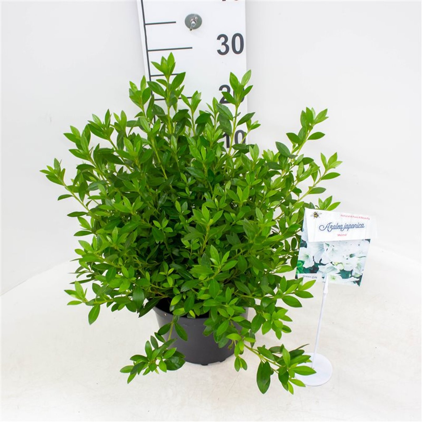 Rhododendron – Rhododendron (AJ); 'Mémé' - C4 25-30 CM