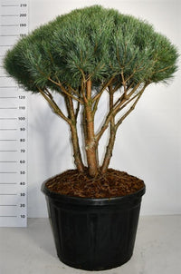 Tall – Pinus sylvestris 'Watereri' - C180 100-125 cm. Parasol