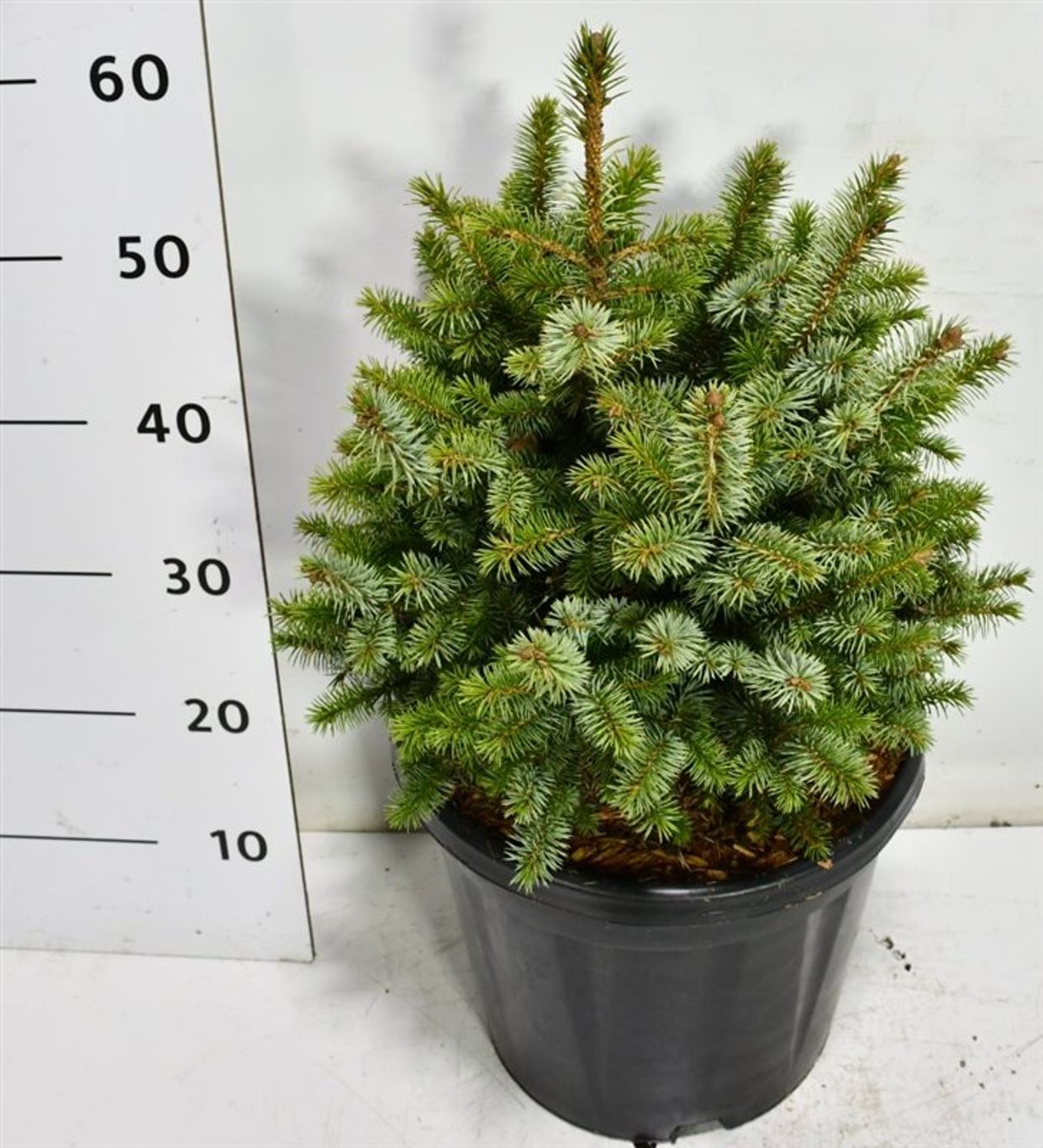 Sitkagran – Picea sitchensis &