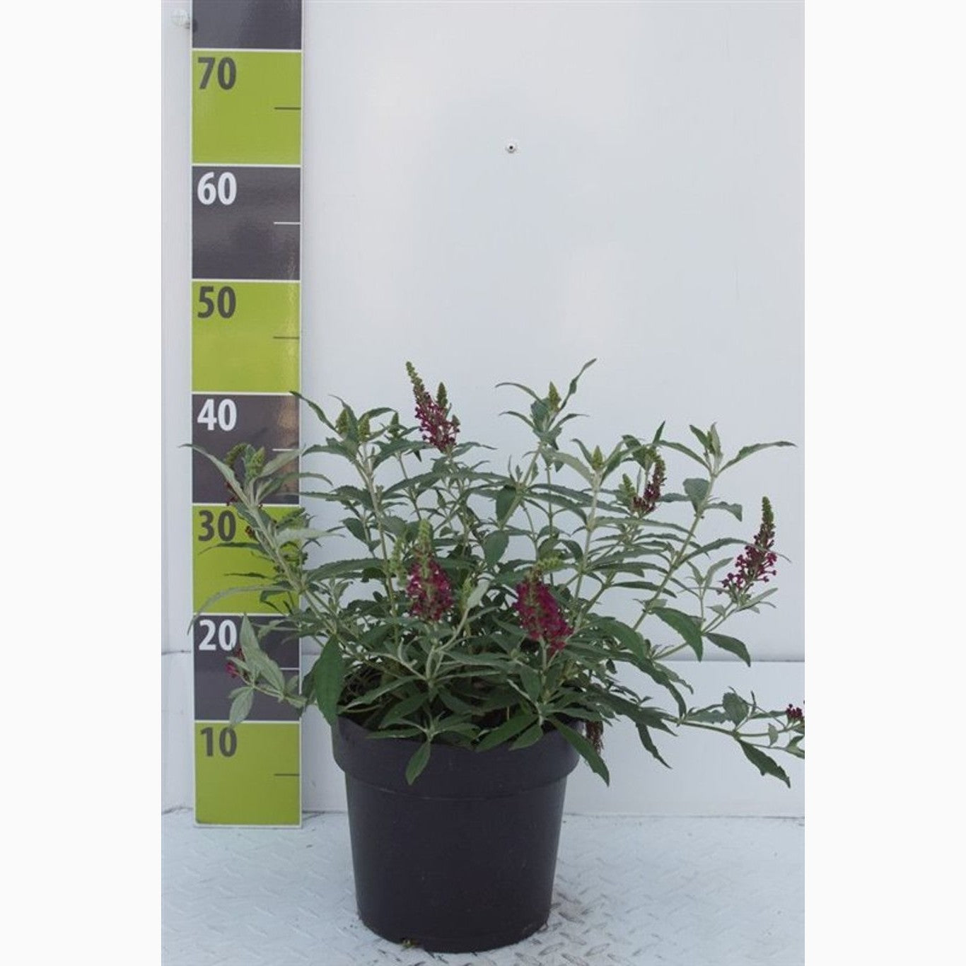 Sommarlilja – Buddleja d. 'Buzz Wine' - C4,6