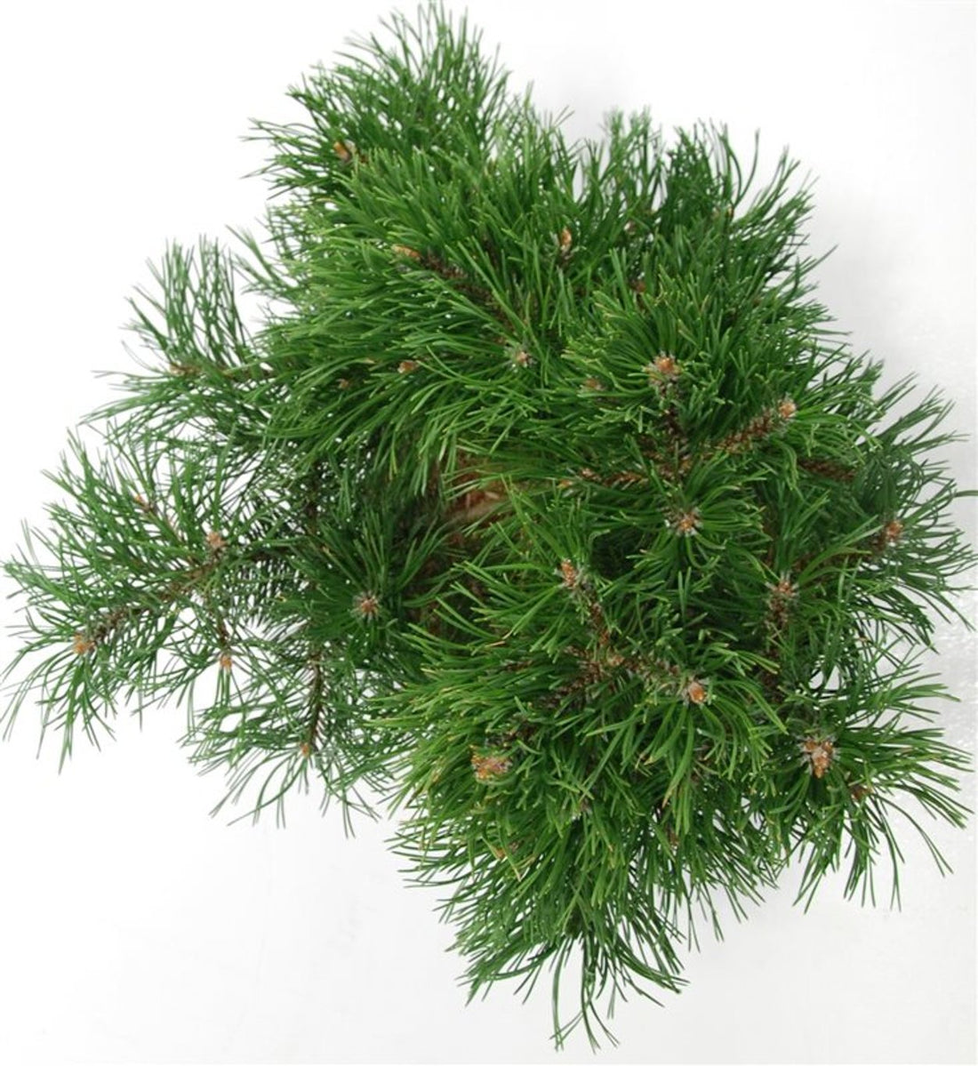 Bergtall – Pinus mugo &