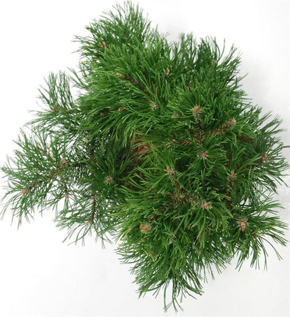 Bergtall – Pinus mugo &