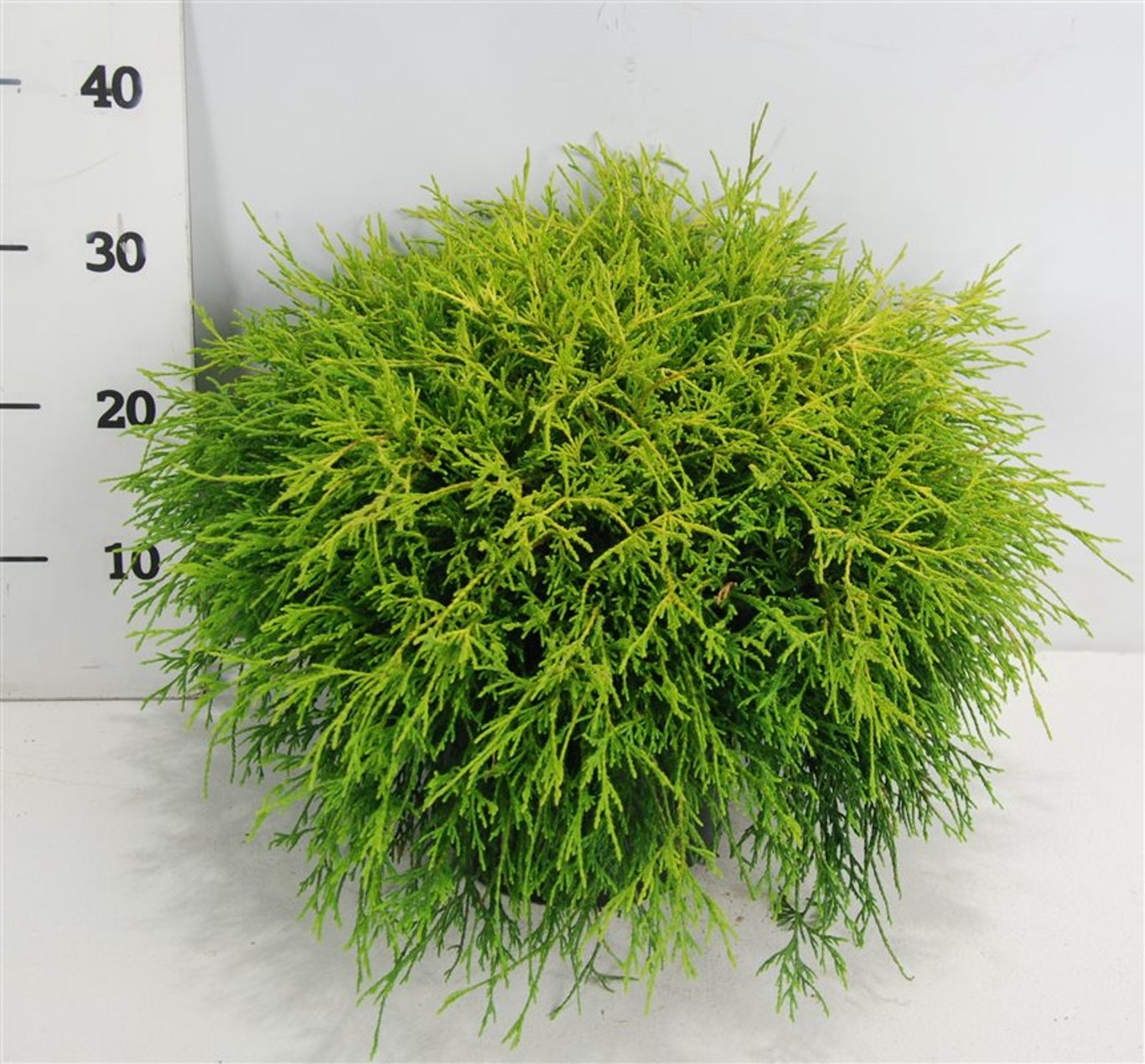 Ädelcypress – Chamaecyparis pisifera &