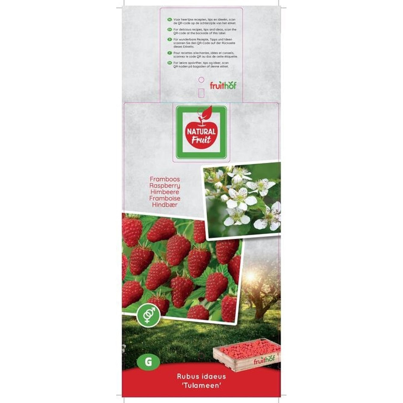 Hallon – Rubus idaeus 'Tulameen' - 50-60 CM Carry Handle C5