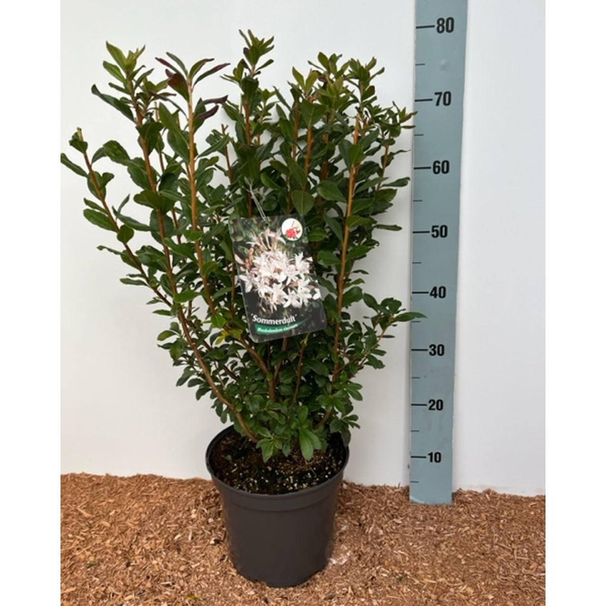 Rhododendron – Rhododendron (AV); 'Sommerduft' - C5 40-50 CM