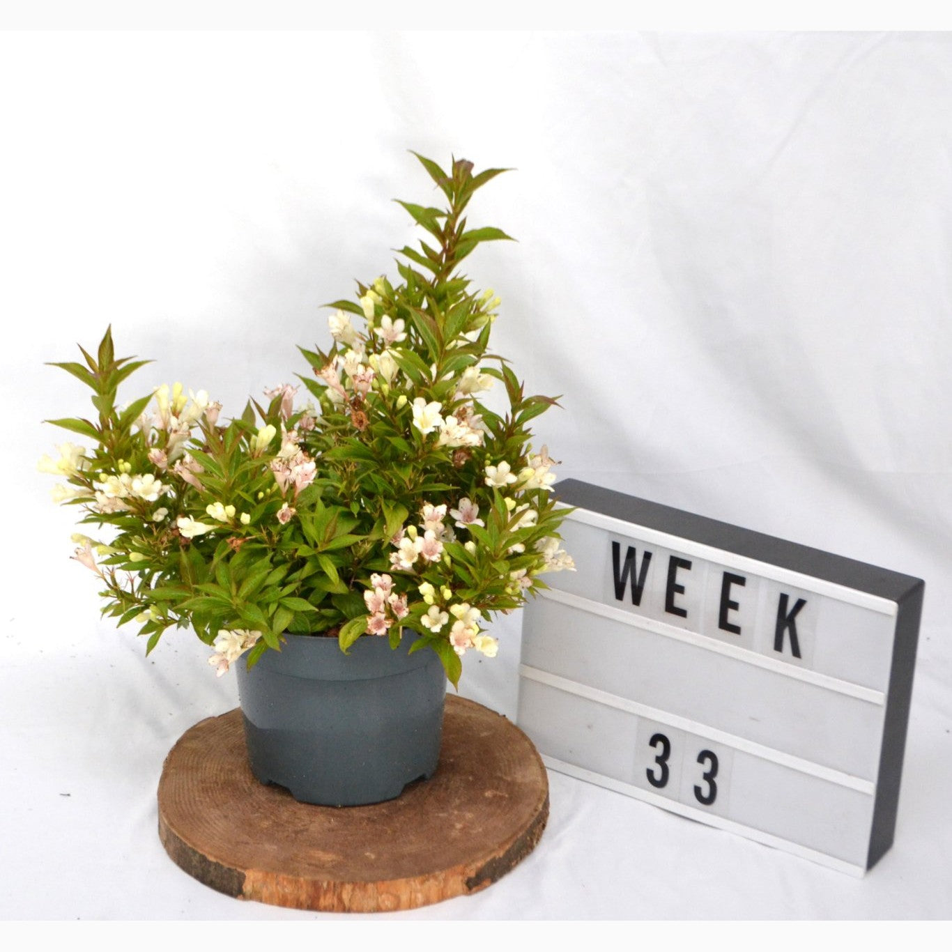 Praktweigela – Weigela 'Picobella Bianco' - C3 20-40 CM