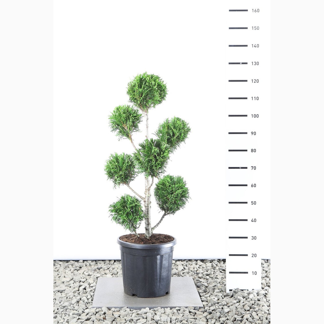 Thuja – Thuja plicata &