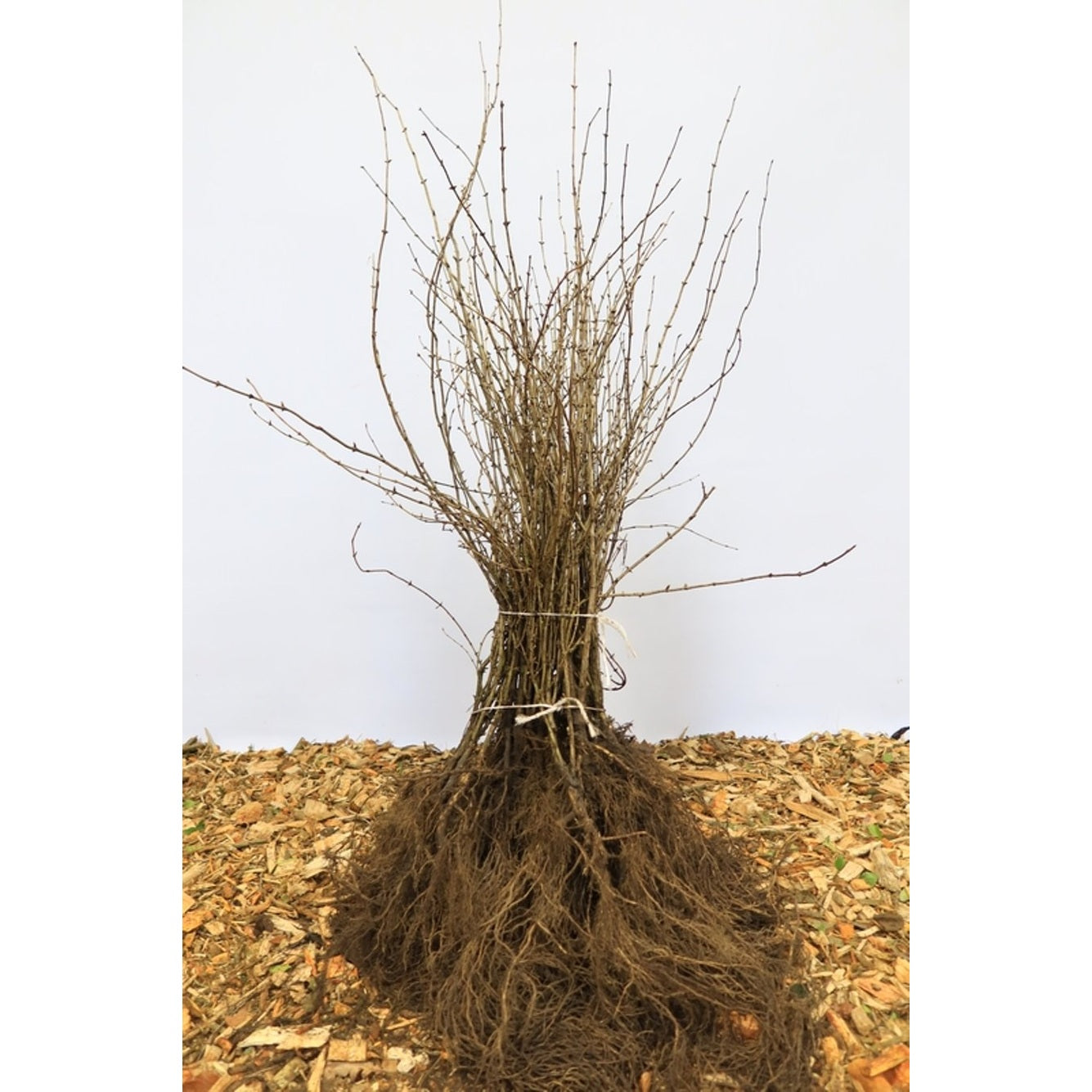 Skogskaprifol – Lonicera xylosteum - 60-100 CM bare root 1/1