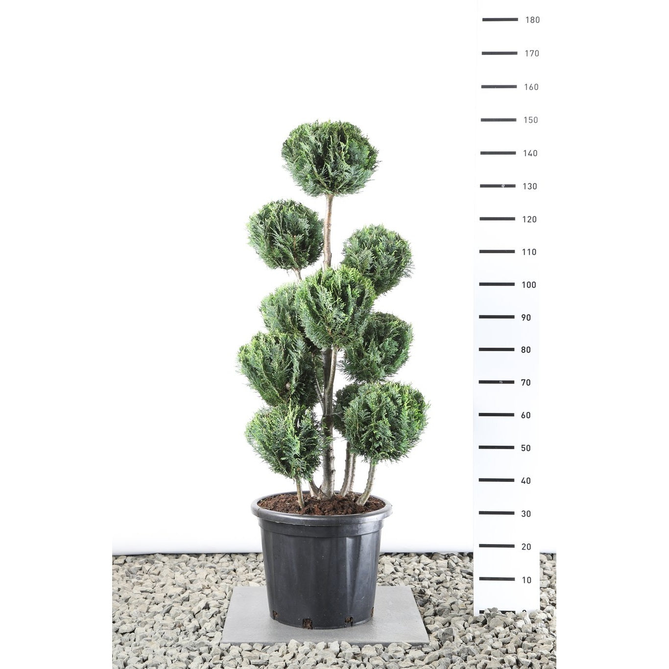 Ädelcypress – Chamaecyparis lawsoniana 'White Spot' - 100-125 CM PonPon Cont.