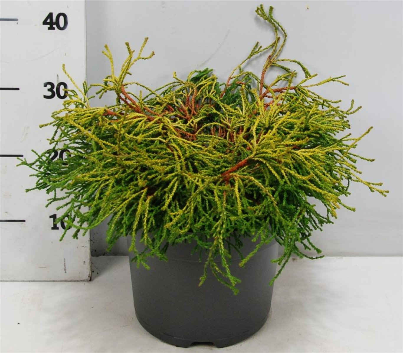 Ädelcypress – Chamaecyparis obtusa &