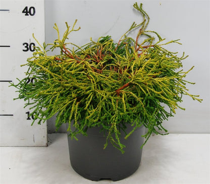 Ädelcypress – Chamaecyparis obtusa &