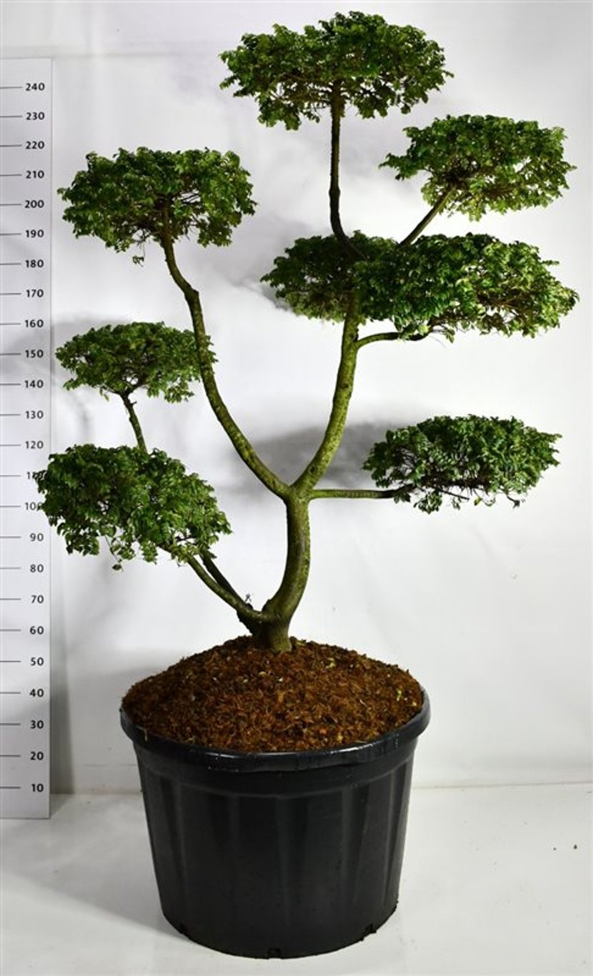 Alm – Ulmus &