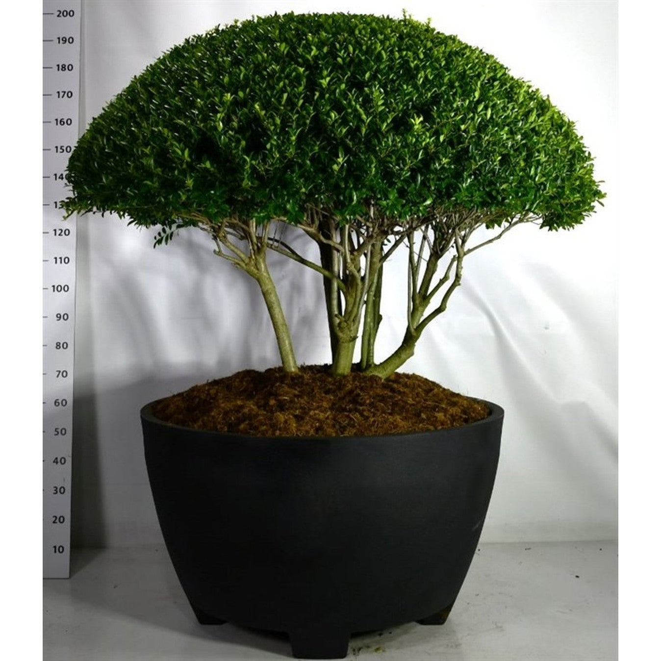 Japansk järnek – Ilex crenata 'Blondie' - C 450 Decopot 150-175 cm. Parasol