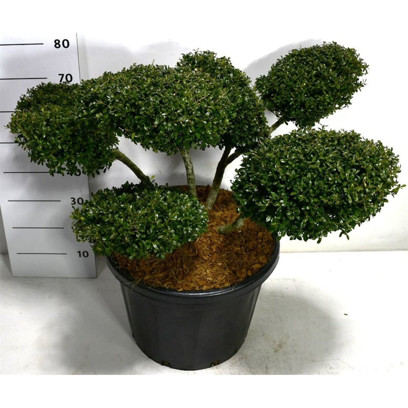 Japansk järnek – Ilex crenata 'Stokes' - C45 70-80 cm. Bonsai