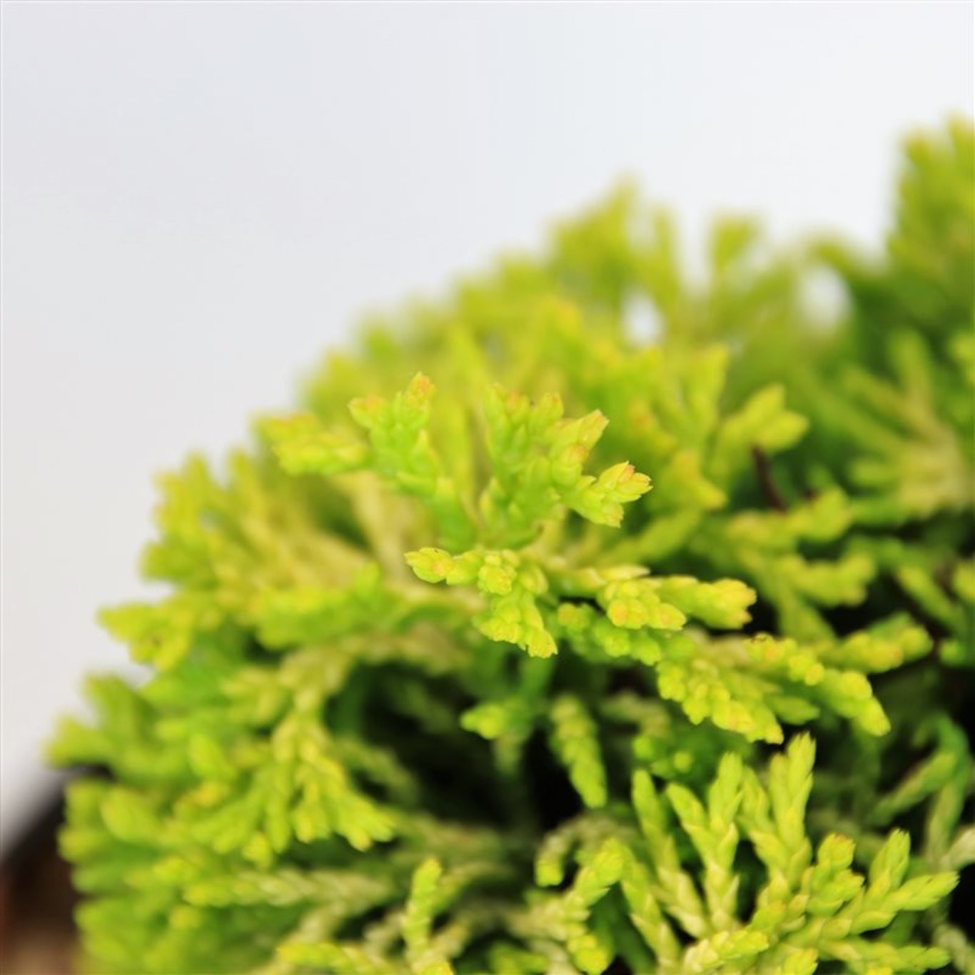 Ädelcypress – Chamaecyparis obtusa 'Butterball' - C3 15-20 CM